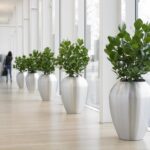 Trinidad-clusia-rosea-princess